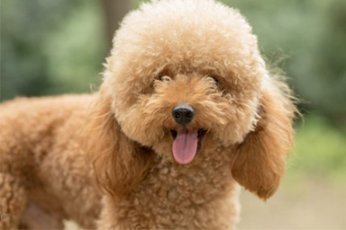 Su un cane di piccola taglia il primo impianto di pacemaker