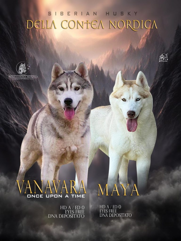 CUCCIOLA DI SIBERIAN HUSKY