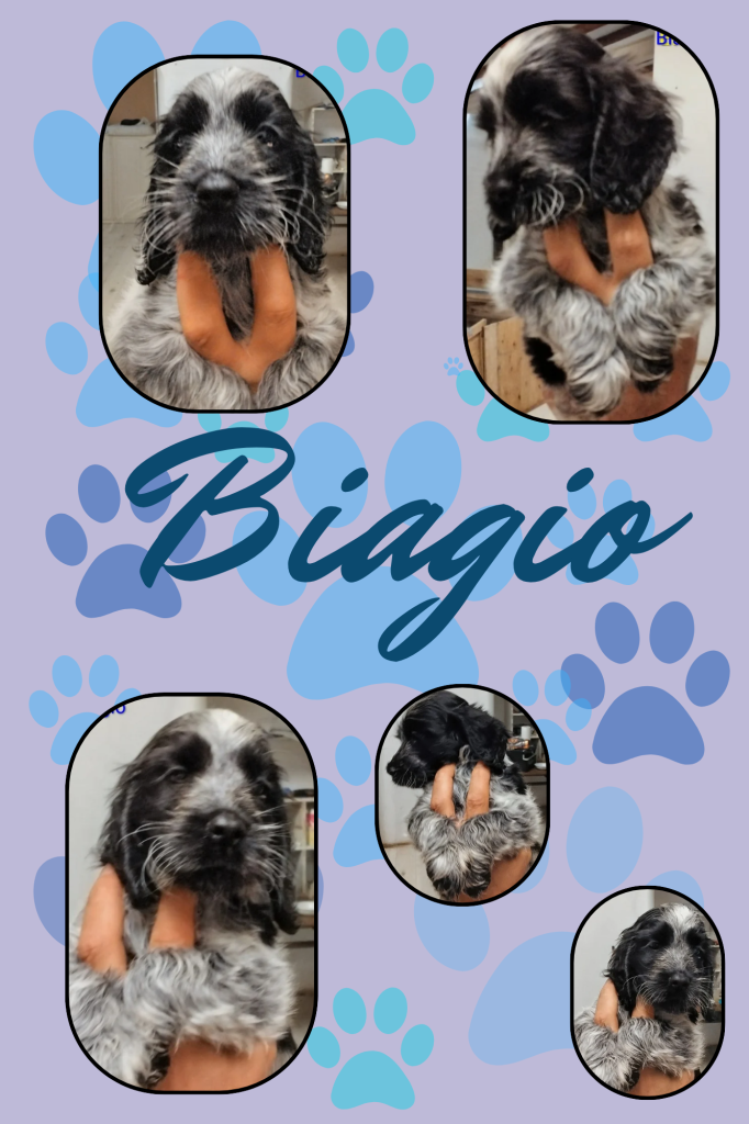 Cuccioli cocker spaniel inglese Blu roano