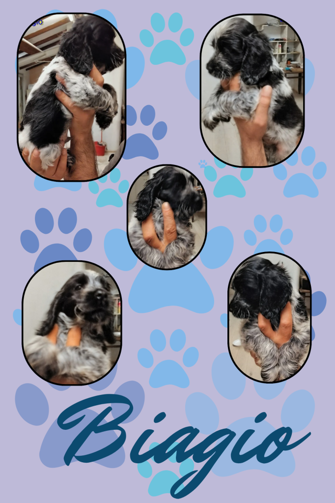 Cuccioli cocker spaniel inglese Blu roano