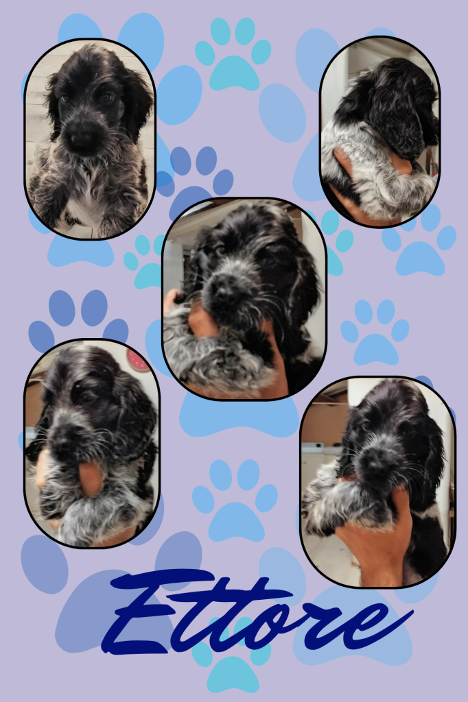 Cuccioli cocker spaniel inglese Blu roano