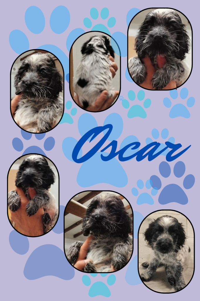 Cuccioli cocker spaniel inglese Blu roano