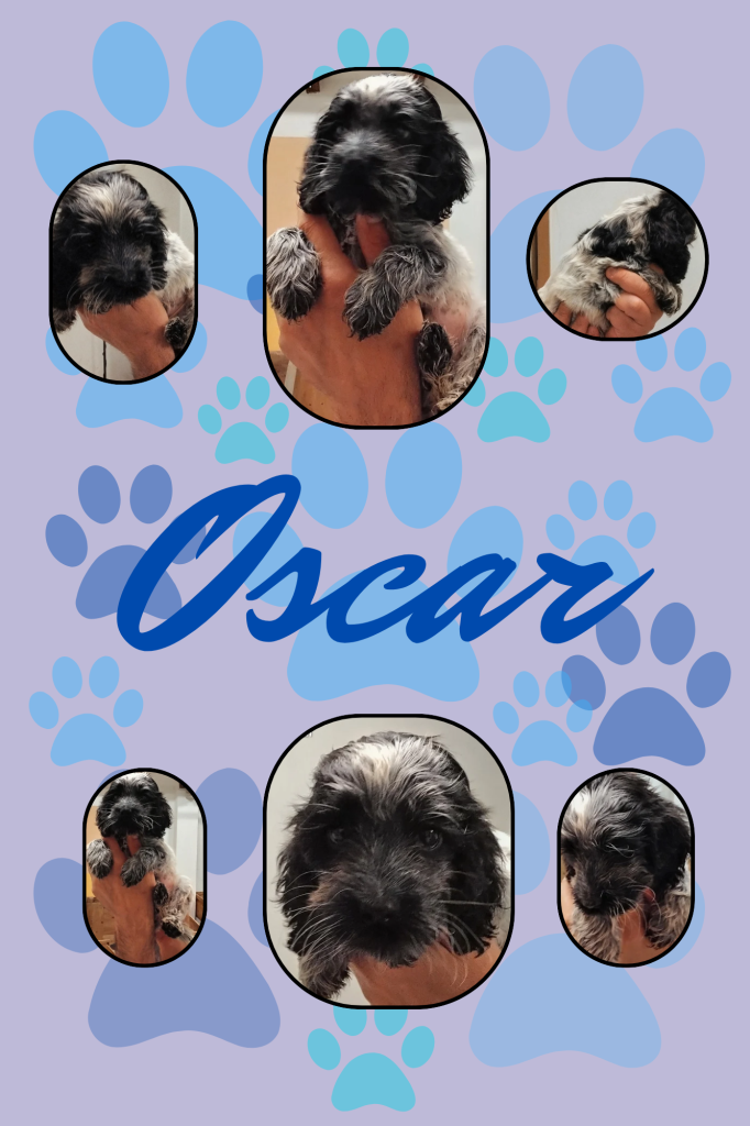 Cuccioli cocker spaniel inglese Blu roano