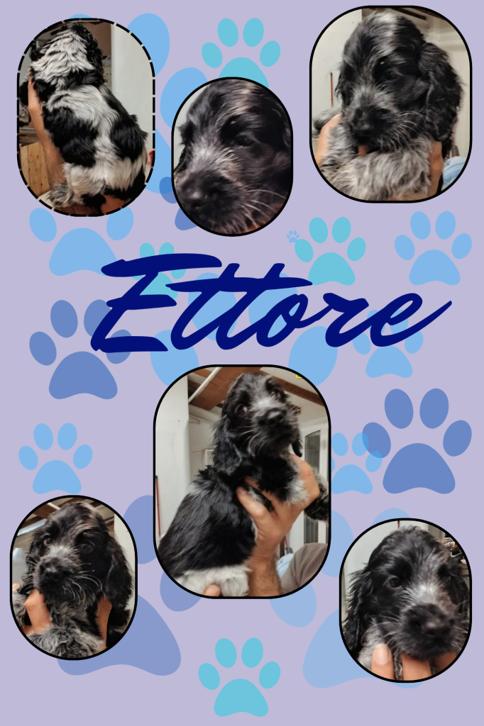Cuccioli cocker spaniel inglese Blu roano