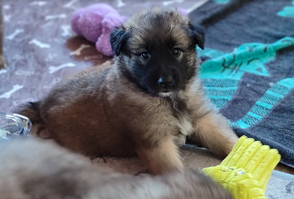 CUCCIOLI PASTORE BELGA TERVUEREN CON PEDIGREE ENCI