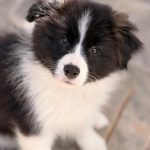 Border Collie linee da Esposizione