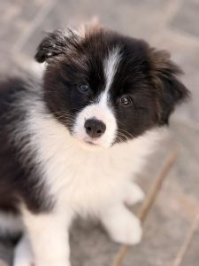 Border Collie linee da Esposizione