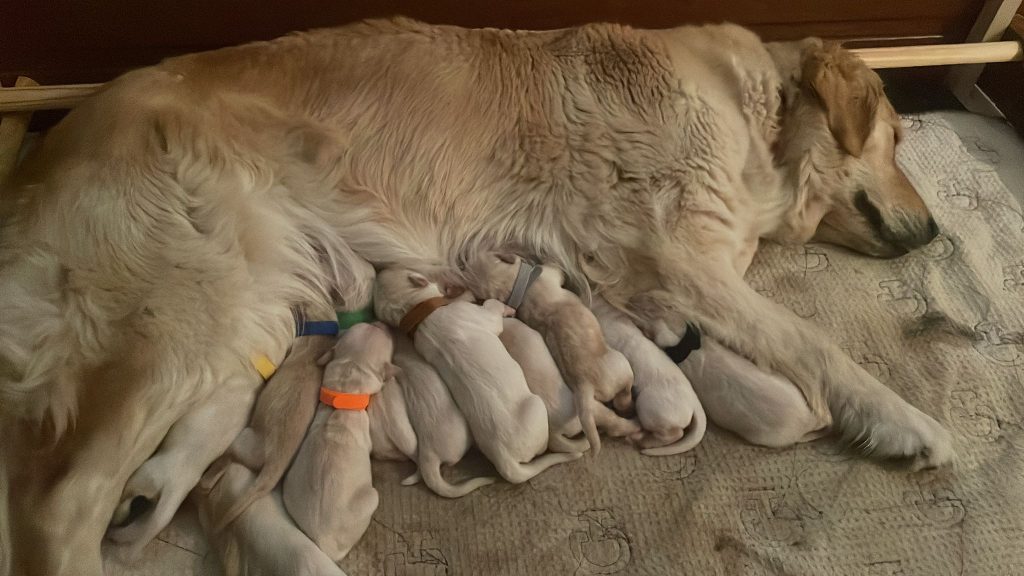 vendo cuccioli golden retriever con pedigree