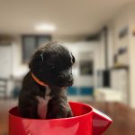 CUCCIOLI PASTORE BELGA TERVUEREN CON PEDIGREE ENCI
