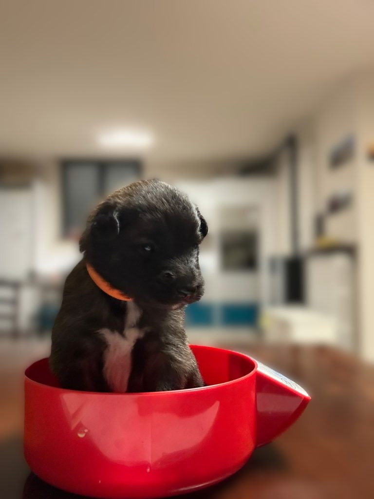 CUCCIOLI PASTORE BELGA TERVUEREN CON PEDIGREE ENCI