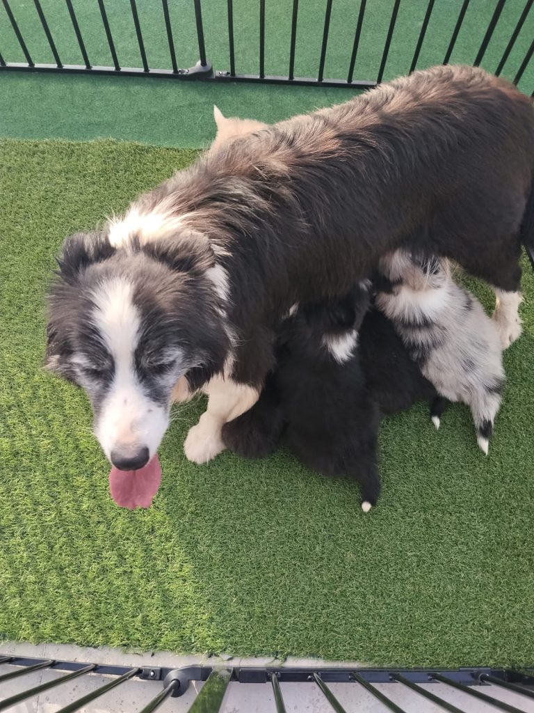 Cuccioli di border collie ( bordercollie )
