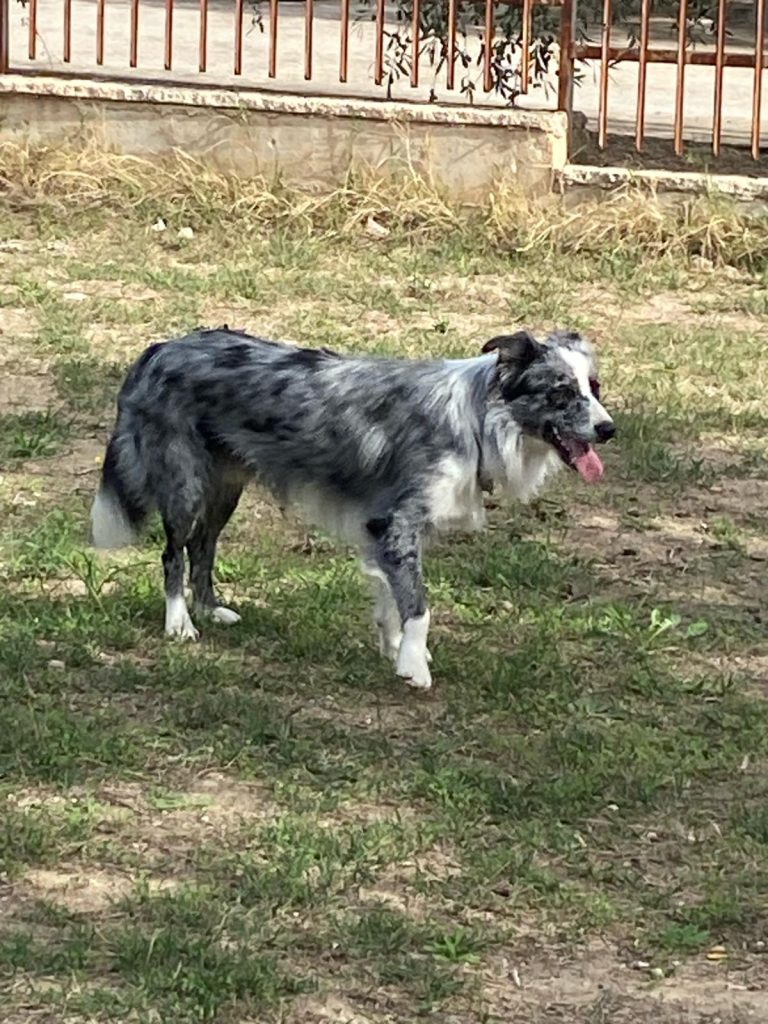 Cuccioli di border collie ( bordercollie )