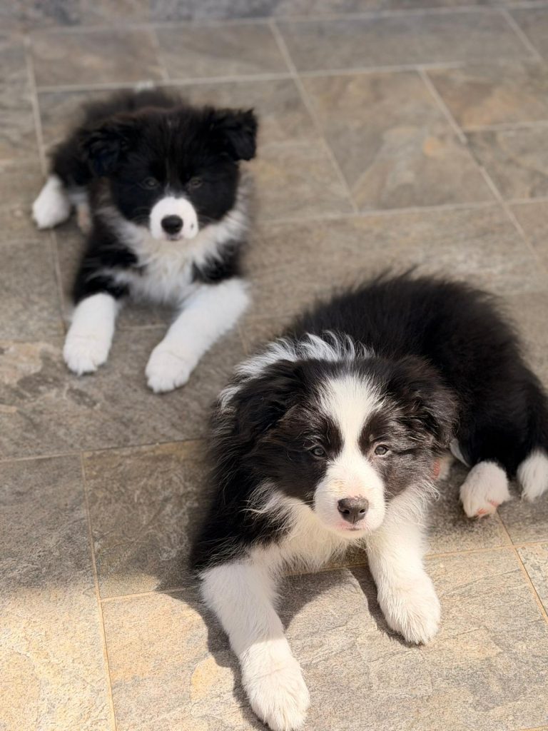 Border Collie linee da Esposizione