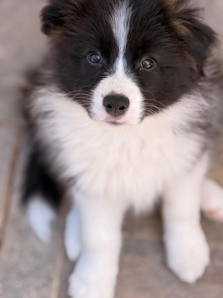 Border Collie linee da Esposizione