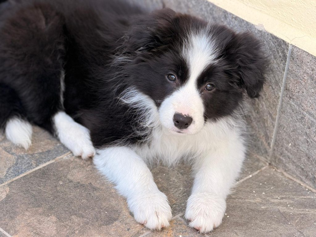 Border Collie linee da Esposizione