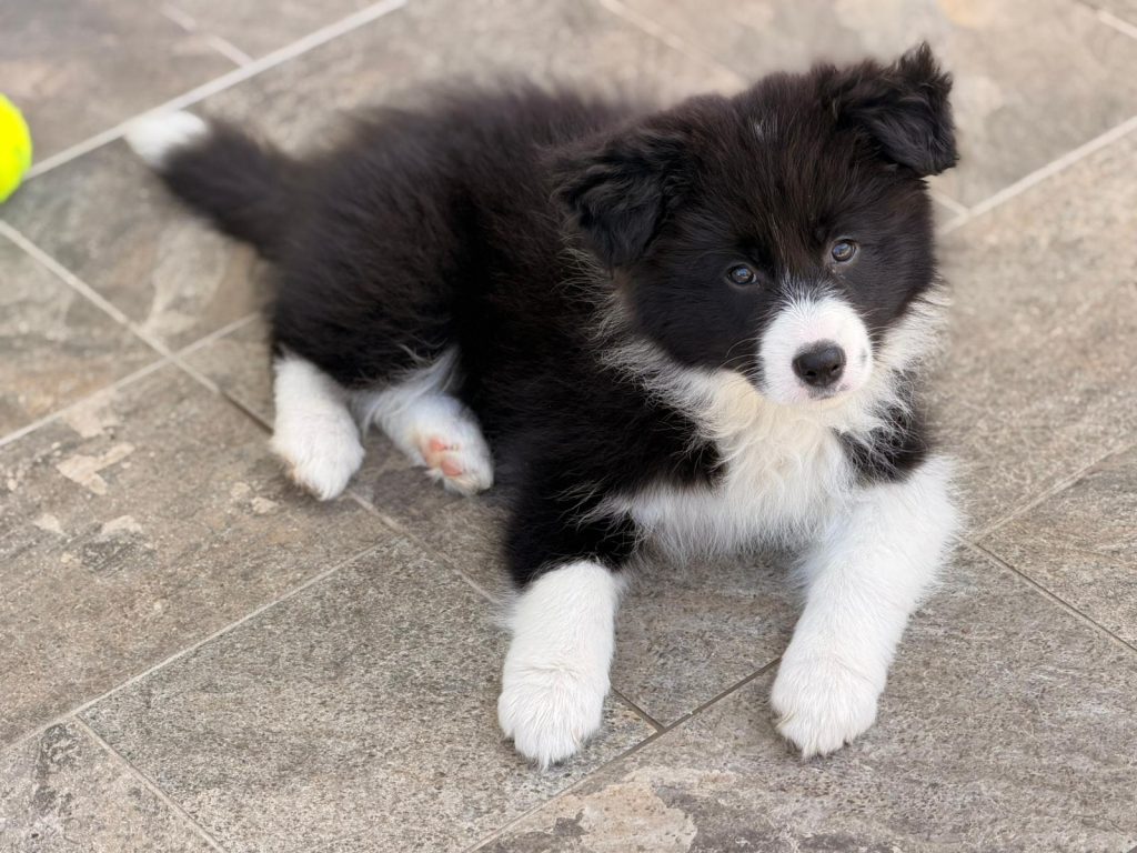Border Collie linee da Esposizione