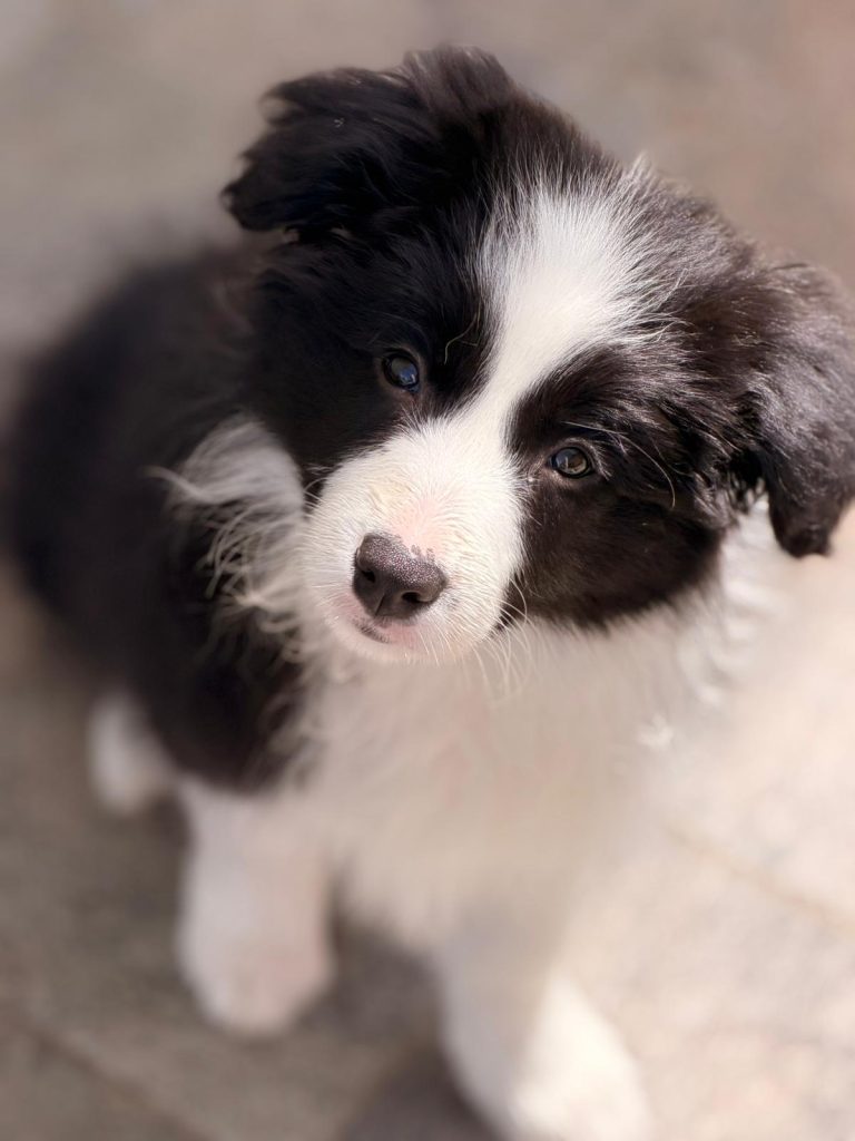 Border Collie linee da Esposizione
