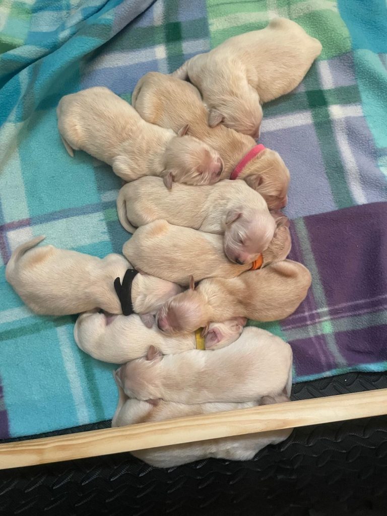 vendo cuccioli golden retriever con pedigree