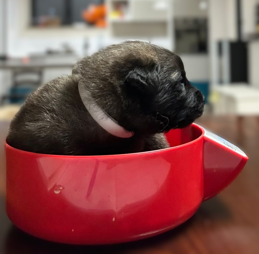 CUCCIOLI PASTORE BELGA TERVUEREN CON PEDIGREE ENCI