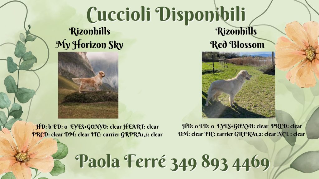 vendo cuccioli golden retriever con pedigree