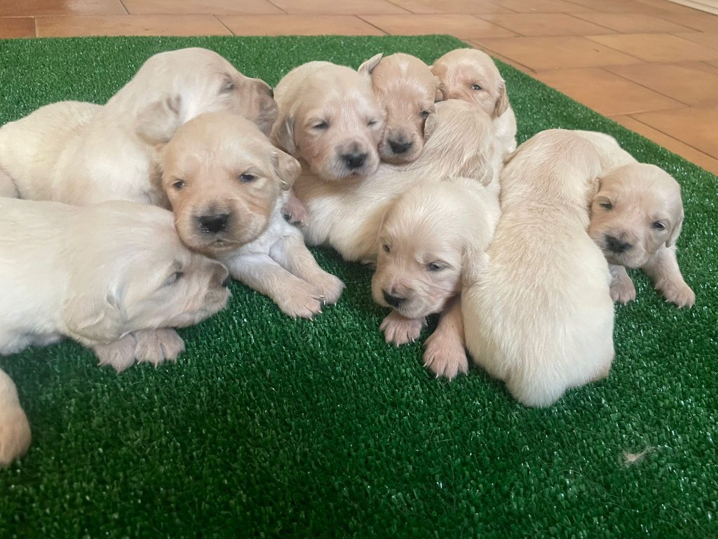 vendo cuccioli golden retriever con pedigree
