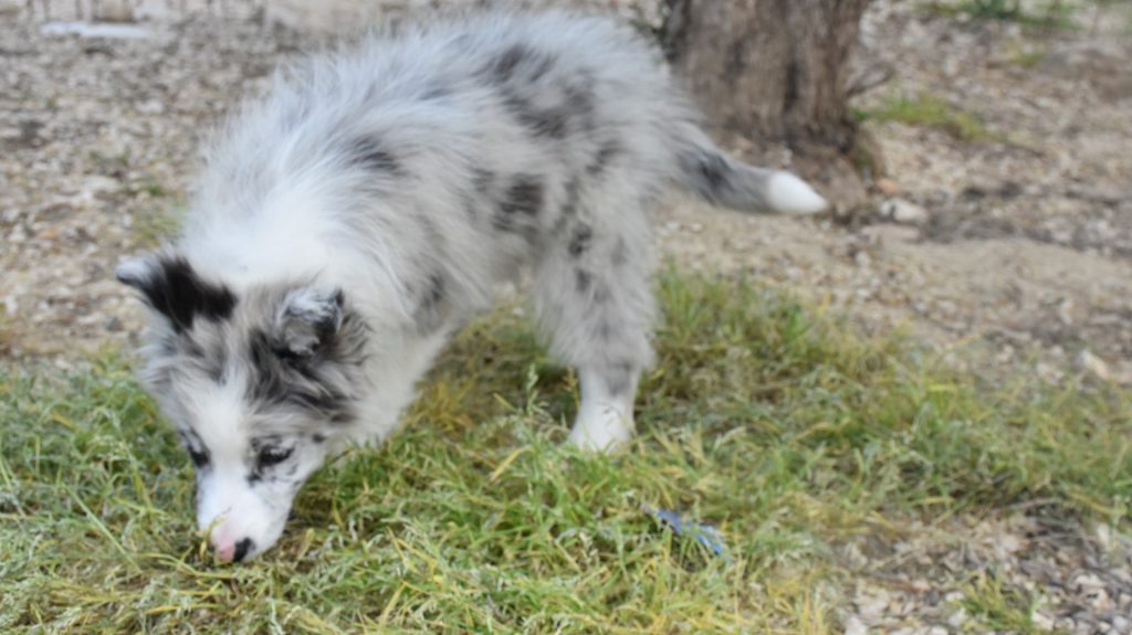 Cuccioli di border collie ( bordercollie )