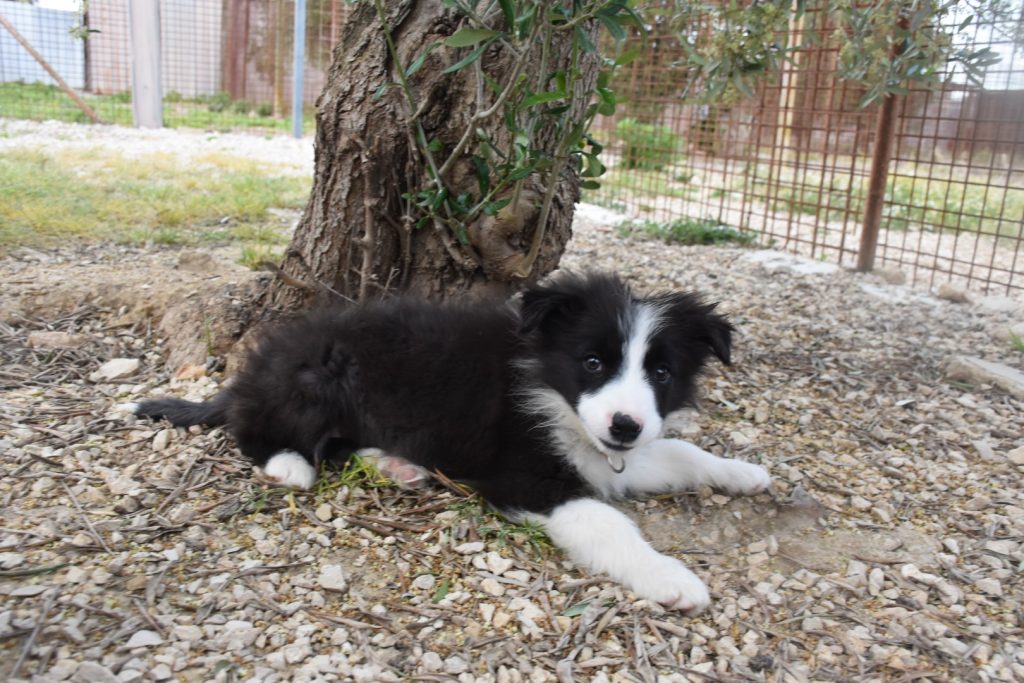 Cuccioli di border collie ( bordercollie )