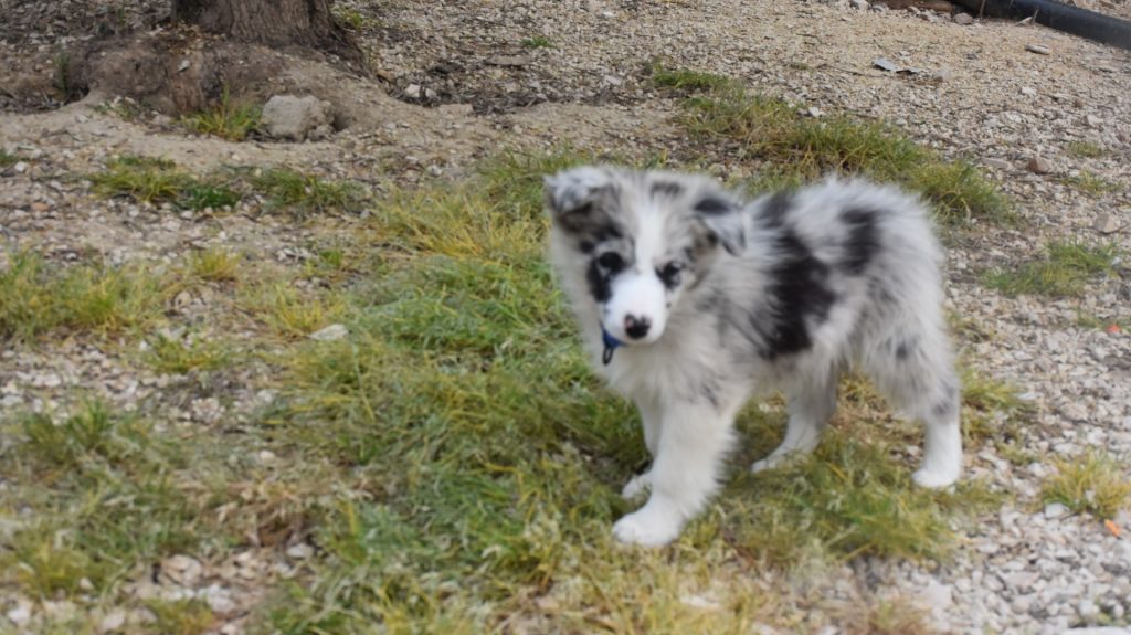 Cuccioli di border collie ( bordercollie )