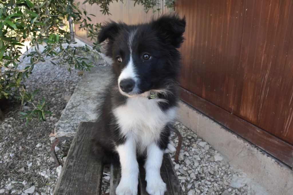 Cuccioli di border collie ( bordercollie )