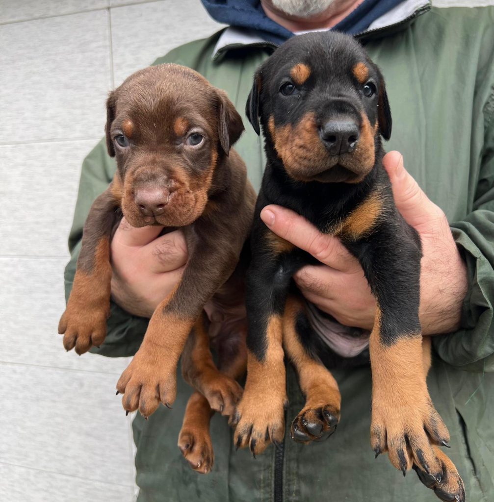 Dobermann – Cuccioli in vendita
