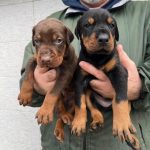 Dobermann – Cuccioli in vendita