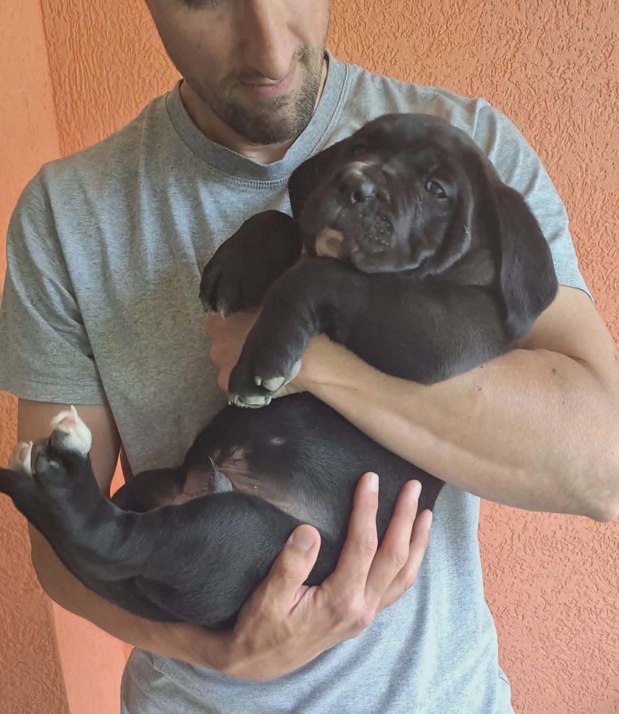 Cane Corso bellissimi cuccioli