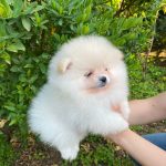 Spitz di Pomerania con pedigree ENCI