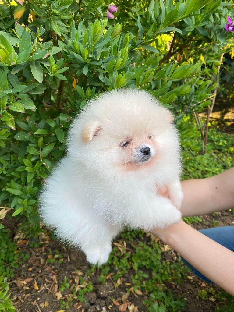 Spitz di Pomerania con pedigree ENCI