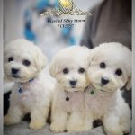 Bichon Frisé cuccioli