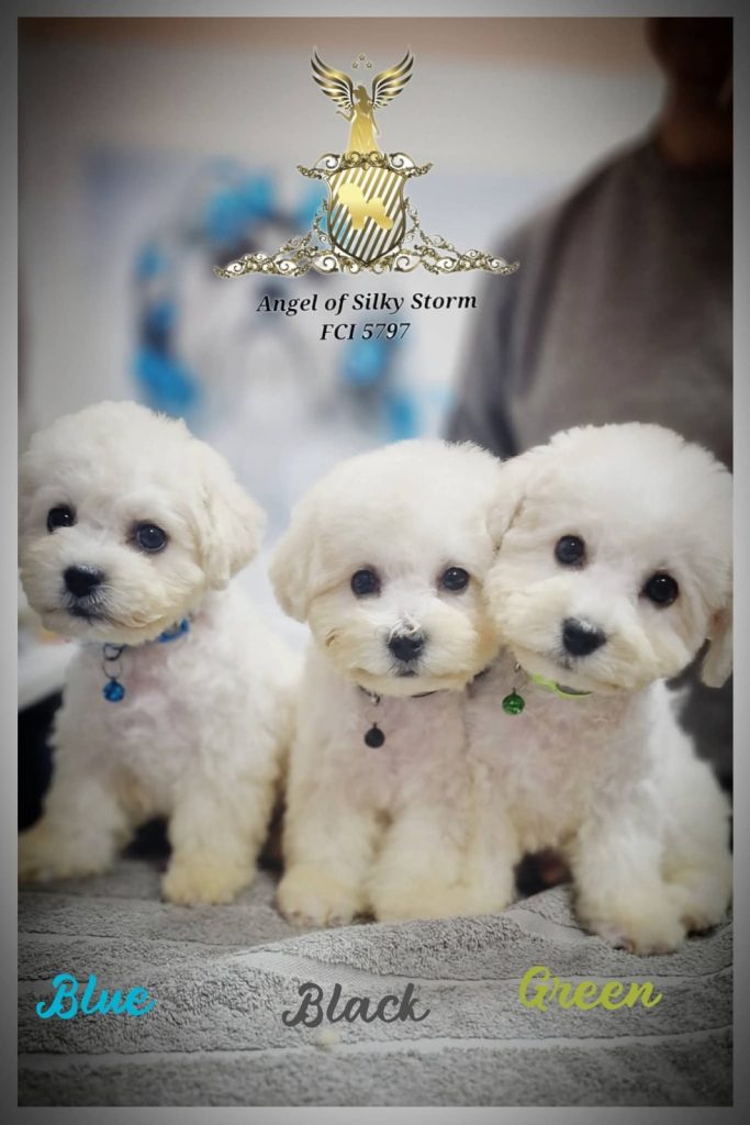 Bichon Frisé cuccioli