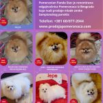 Allevamento di Pomerania in vendita