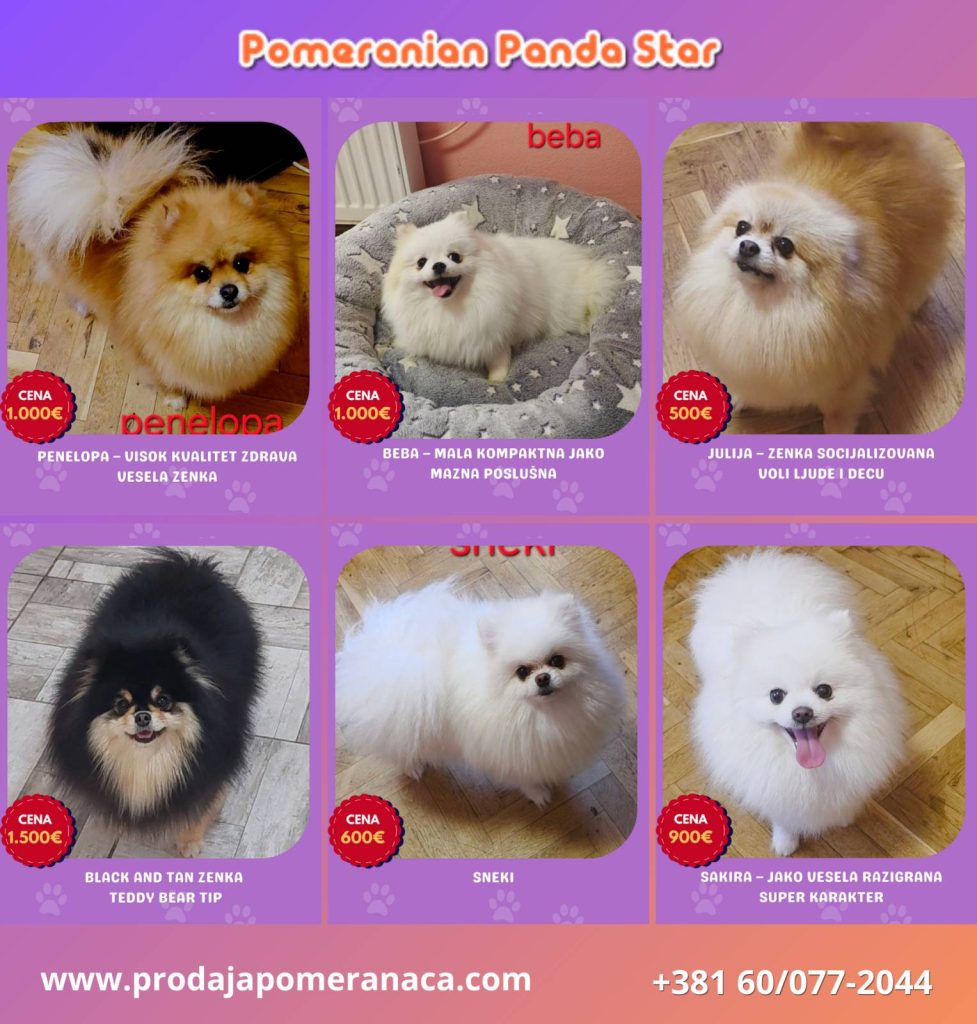 Allevamento di Pomerania in vendita
