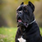 Cane Corso – maschio in vendita