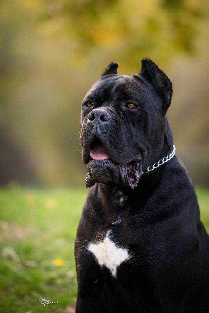 Cane Corso – maschio in vendita