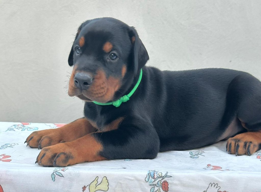 Dobermann – Cuccioli in vendita