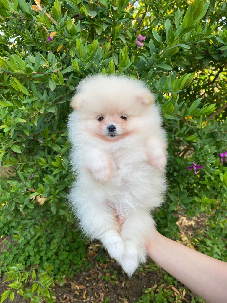 Spitz di Pomerania con pedigree ENCI