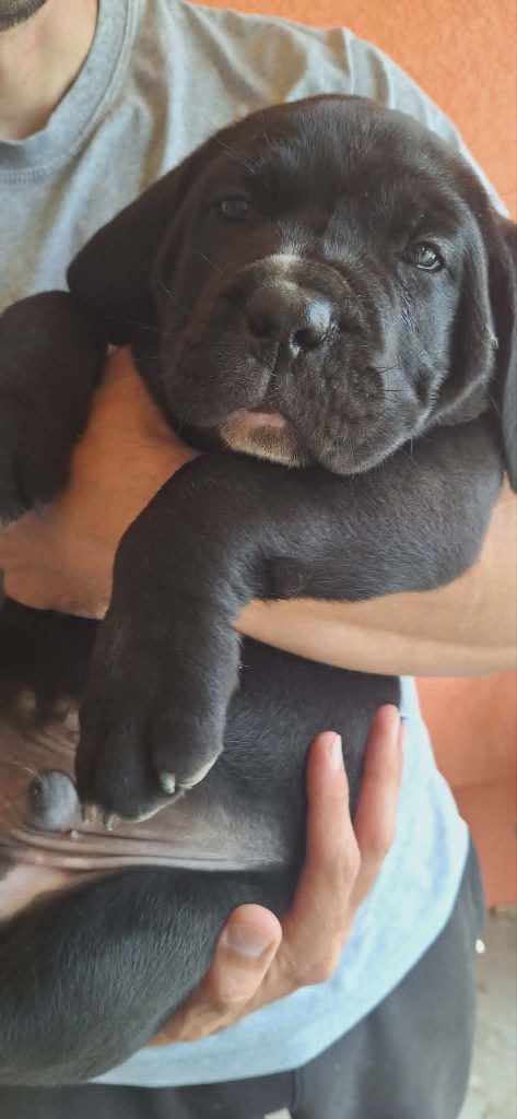 Cane Corso bellissimi cuccioli