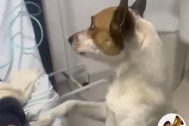 cane in ospedale
