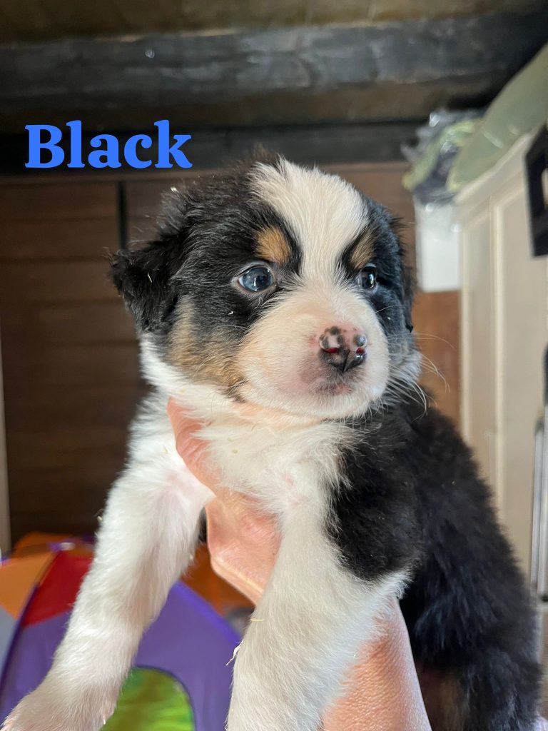 Cuccioli pastore australiano
