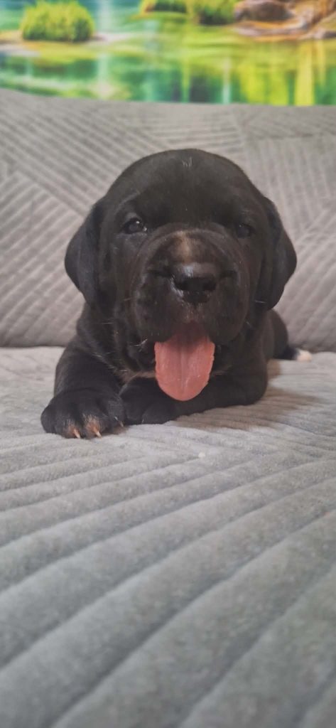 Cane Corso bellissimi cuccioli