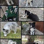 Cuccioli di border collie ( bordercollie )