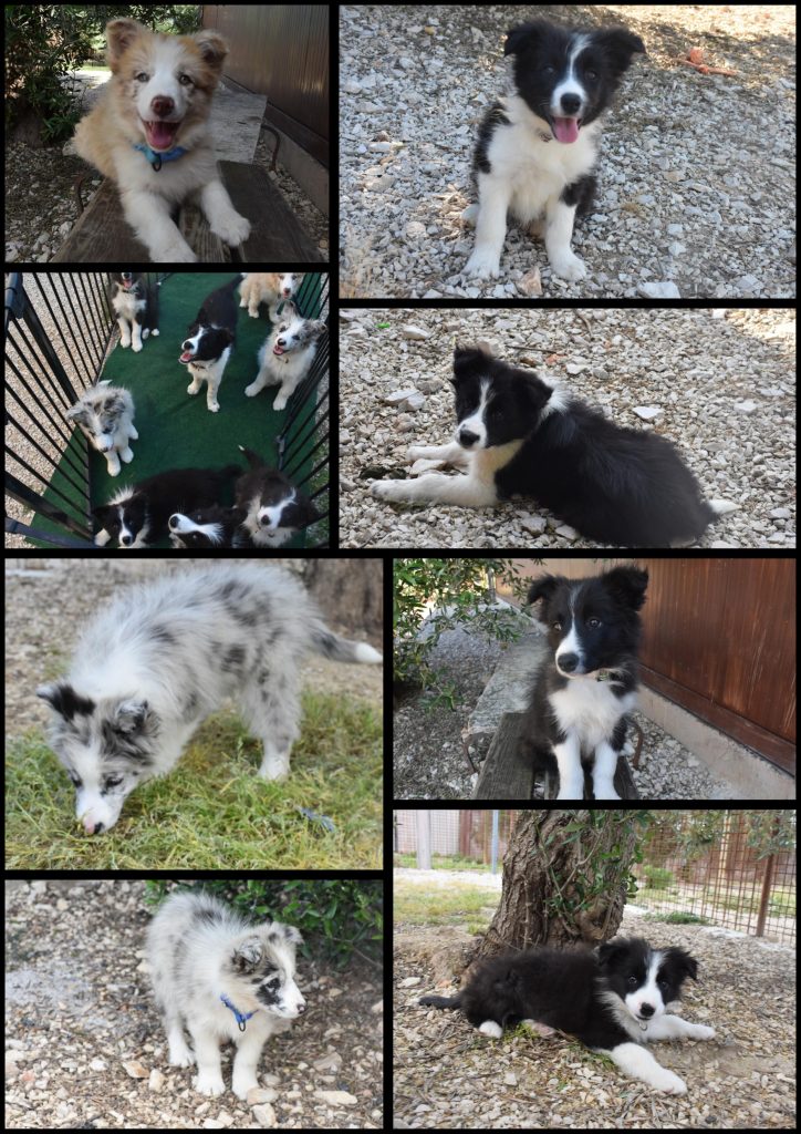 Cuccioli di border collie ( bordercollie )