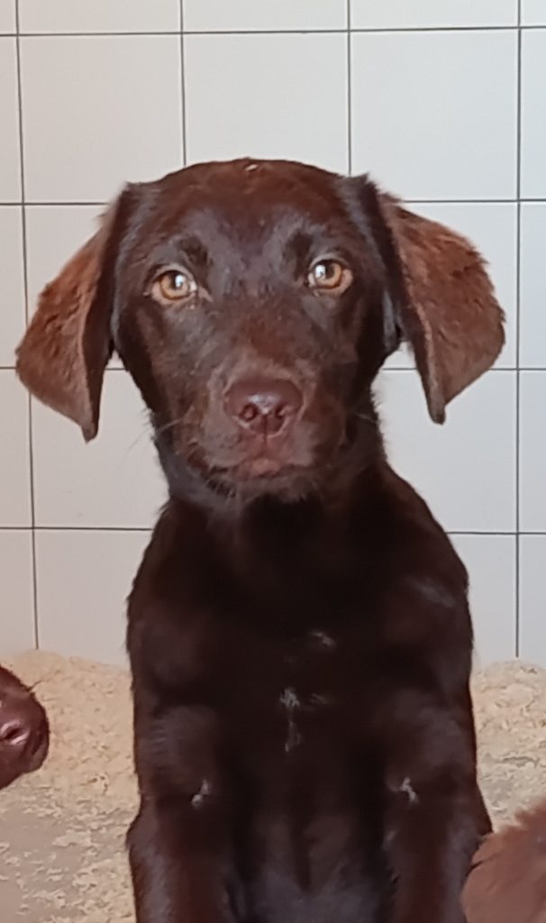 Cuccioli Labrador cioccolata