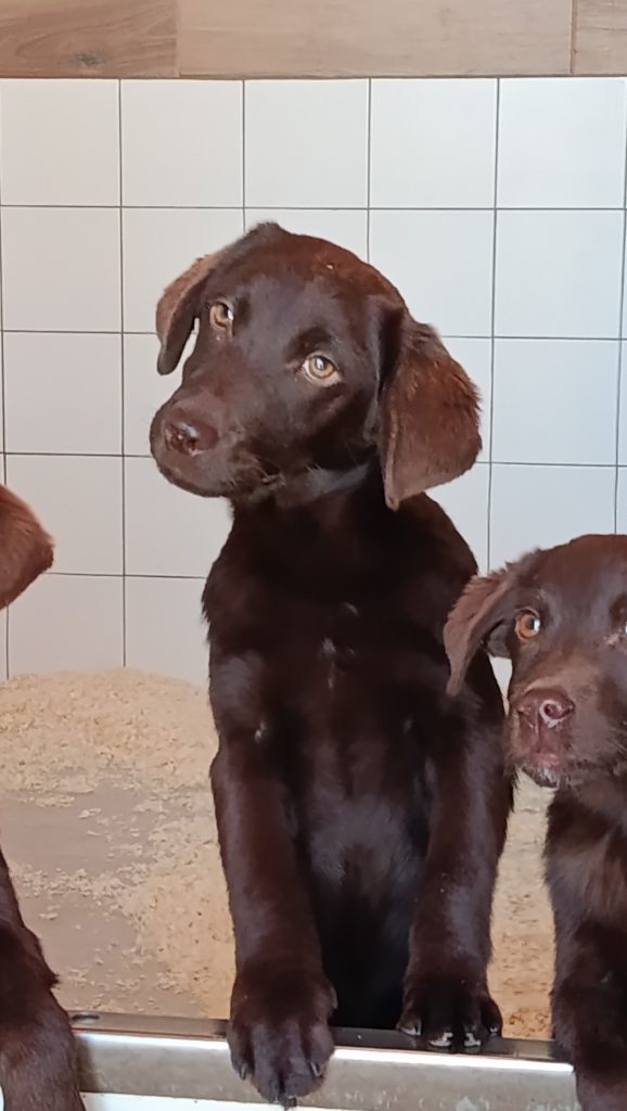 Cuccioli Labrador cioccolata